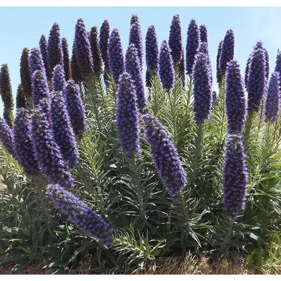 Madeirai kígyószisz - Echium candicans 