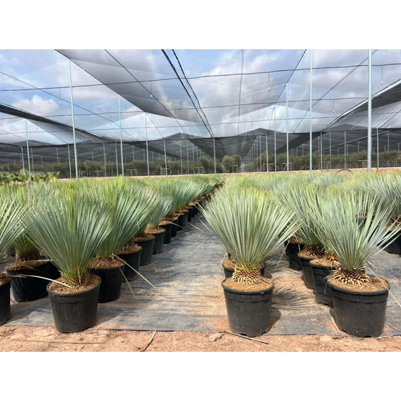 Yucca Rostrata