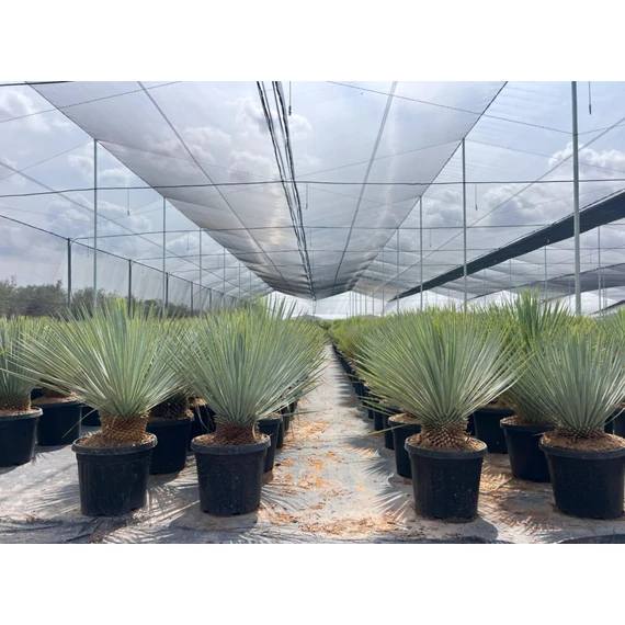 Yucca Rostrata