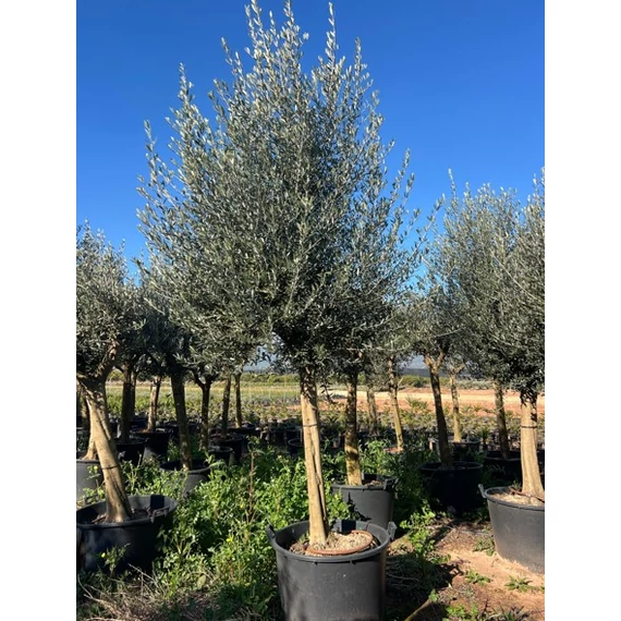 Olea europaea - Olajfa