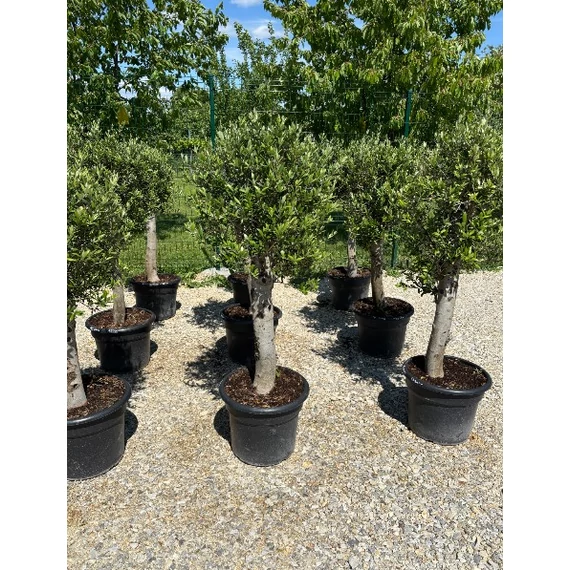 Olea europaea - Olajfa