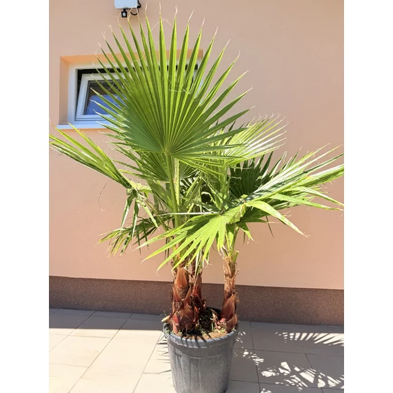 Washingtonia Robusta