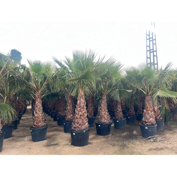 Washingtonia Robusta