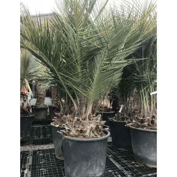 Jubaea chilensis