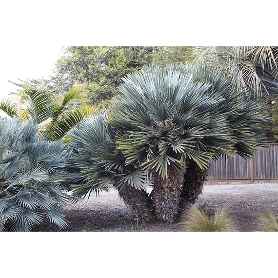 Thrithrinax campestris