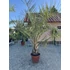 Butia Capitata (35 cm törzsméret)