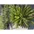 Cycas Revoluta