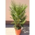Chamaerops Humilis