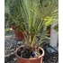 Chamaerops Humilis - Növénymagasság 150-180 cm