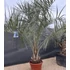 Butia Capitata