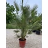 Chamaerops Humilis