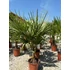 Trachycarpus Fortunei - Kínai kenderpálma
