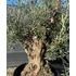 Olea europaea Bonsai - Olajfa