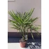 Trachycarpus Fortunei - Kínai kenderpálma