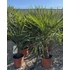 Trachycarpus Fortunei - Kínai kenderpálma (80-100 cm növénymagasság)