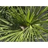 Trachycarpus Fortunei - Kínai kenderpálma (80-100 cm növénymagasság)