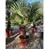 Trachycarpus Fortunei - Kínai kenderpálma (40-60 cm törzsmagasság)