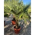 Trachycarpus Fortunei - Kínai kenderpálma (40-60 cm törzsmagasság)