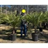 Trachycarpus Fortunei - Kínai kenderpálma (20-30 cm törzsmagasság)