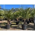 Trachycarpus Fortunei - Kínai kenderpálma