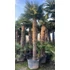 Trachycarpus Fortunei - Kínai kenderpálma (260-300 cm törzsmagasság)