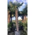 Trachycarpus Fortunei - Kínai kenderpálma (260-300 cm törzsmagasság)
