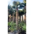 Trachycarpus Fortunei - Kínai kenderpálma