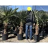 Trachycarpus Fortunei - Kínai kenderpálma (40-50 cm törzsmagasság)