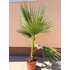 Washingtonia Robusta