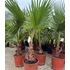 Washingtonia Robusta (100-120 cm növénymagasság)