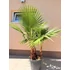 Washingtonia Robusta (30-40 cm törzsmagasság)