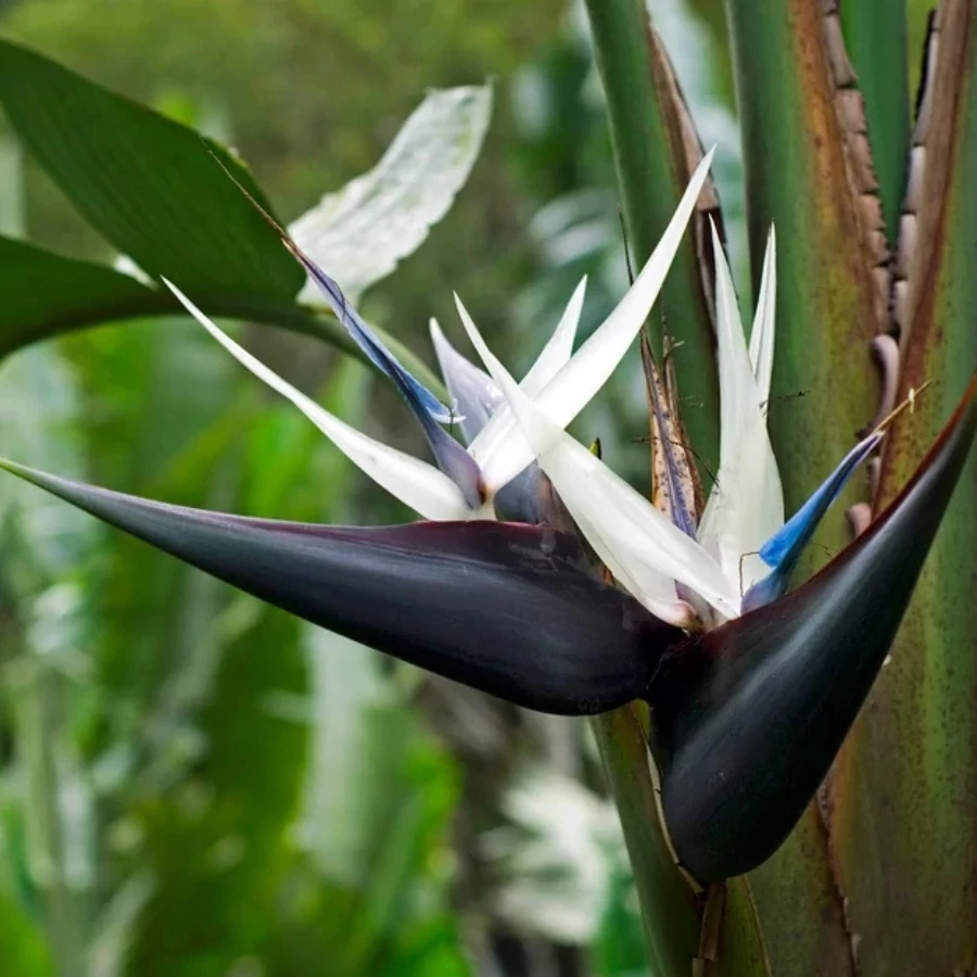 strelitzia nicolai lidl Strelitzia Nicolai XXL | 225cm | XL Houseplants main image 1